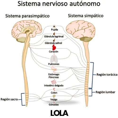 no dilato en sexo anal- anatomía para entender-lola dacosta